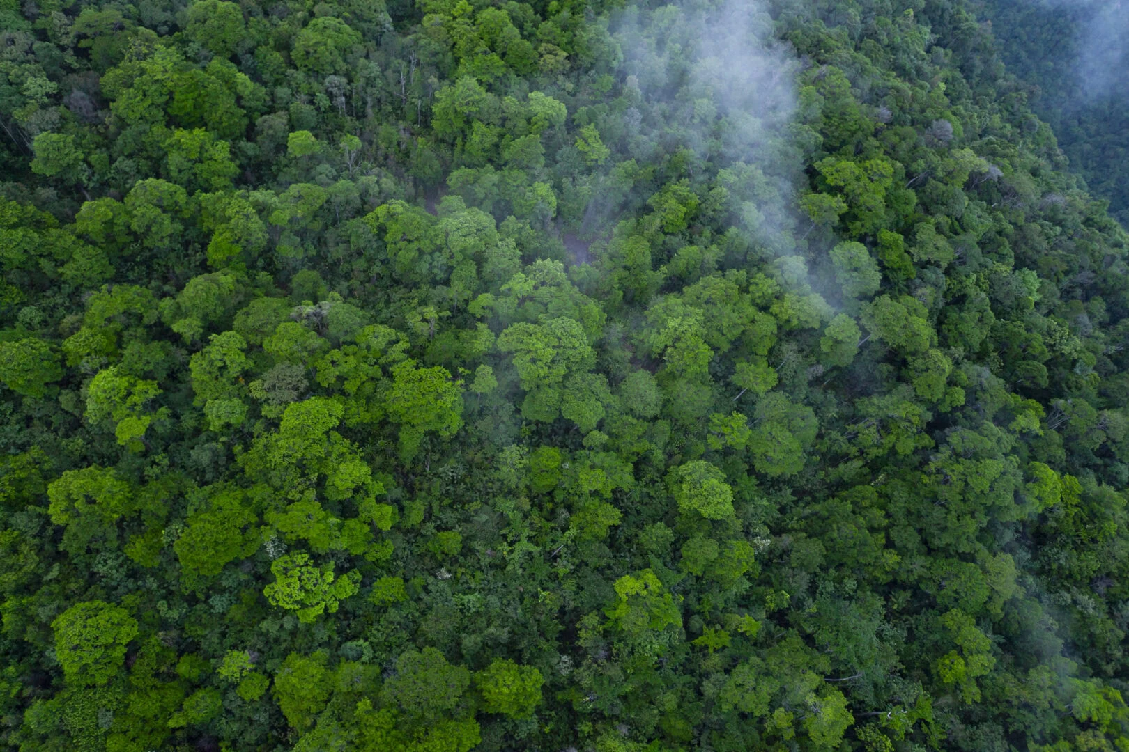Amazon Rainforest From The Air, Rupununi Region, Guyana.